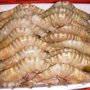 PUD vannamei shrimps