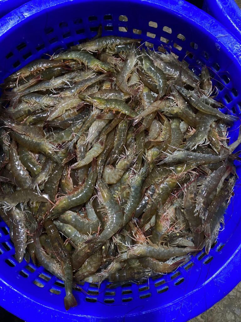 Buy vannamei shrimp online