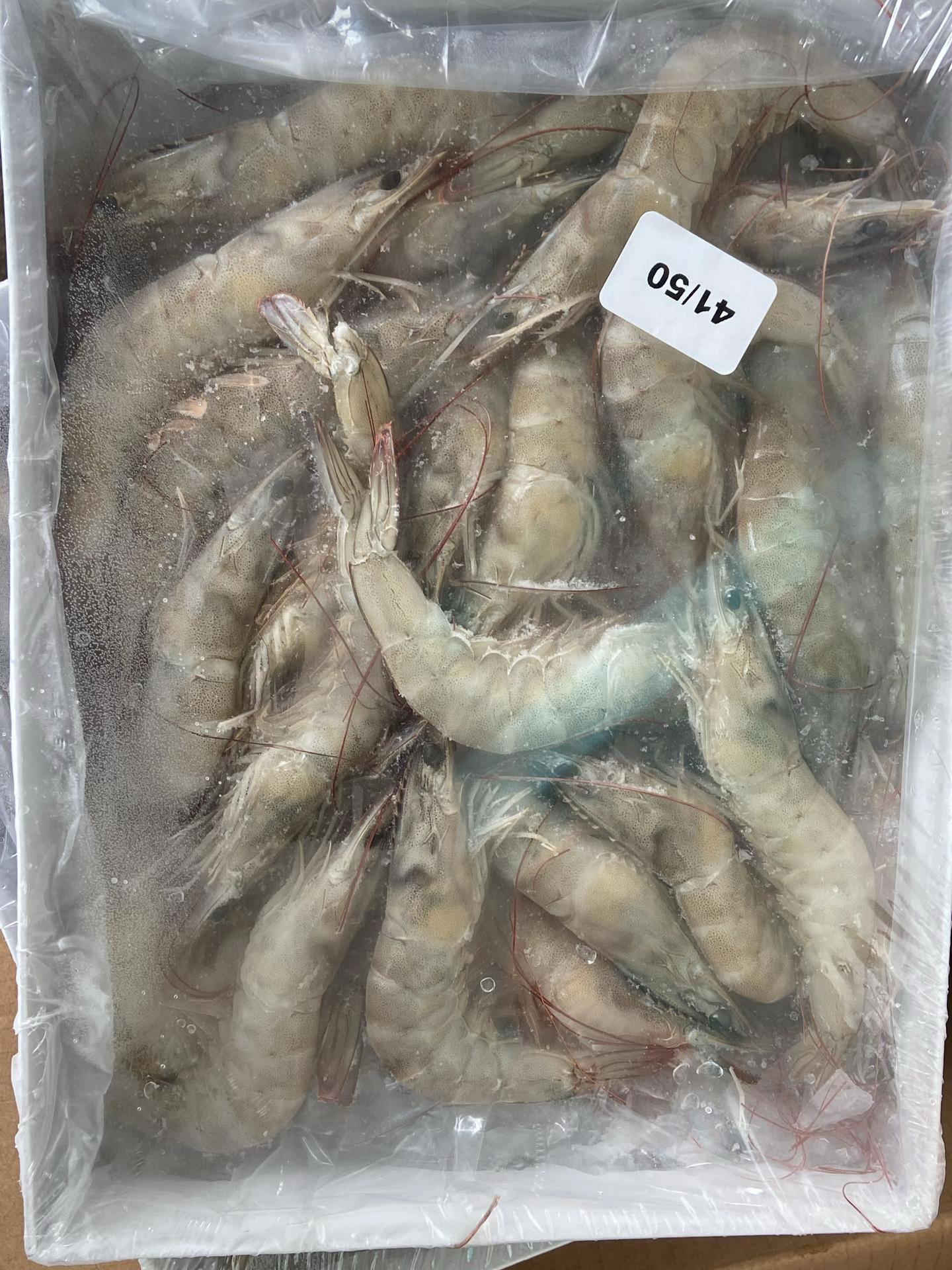 Buy PD vannamei shrimp