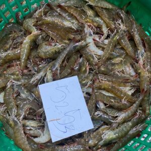 buy ez peel vannamei shrimp