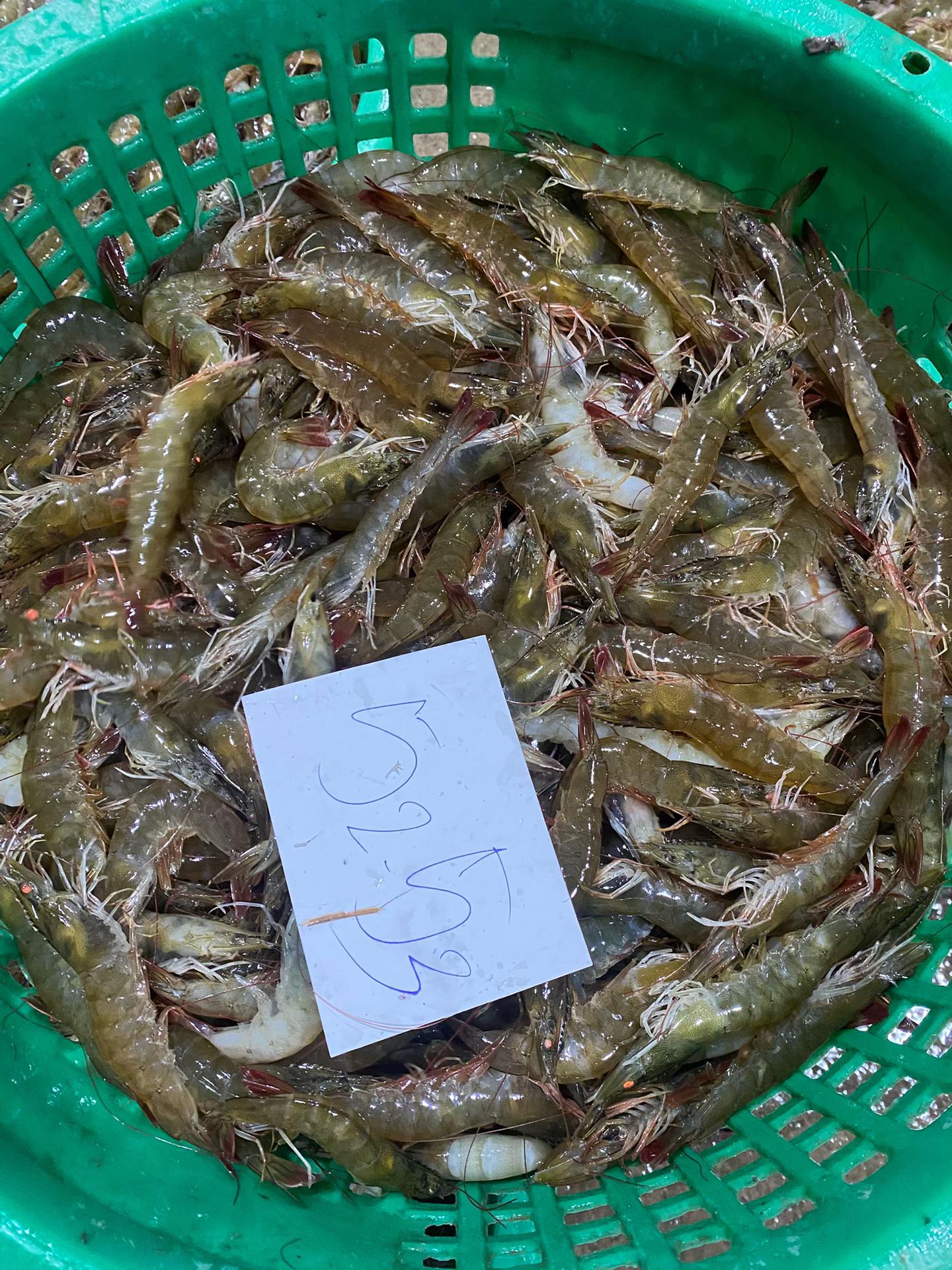 buy ez peel vannamei shrimp