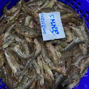 PTO vannamei shrimps